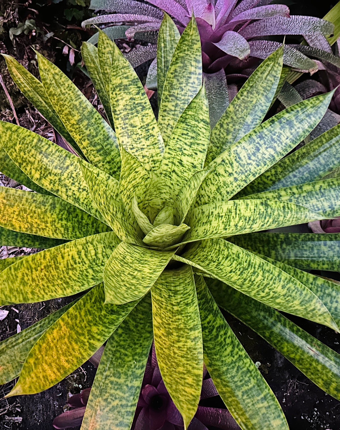 Werauhia kupperiana