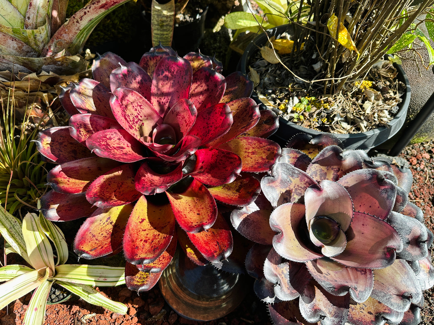 Neoregelia ‘Kawika’ x ‘Hawaiian Rainforest’