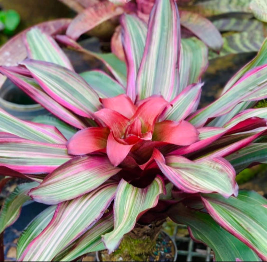 Nidularium ‘Ruby Lee’