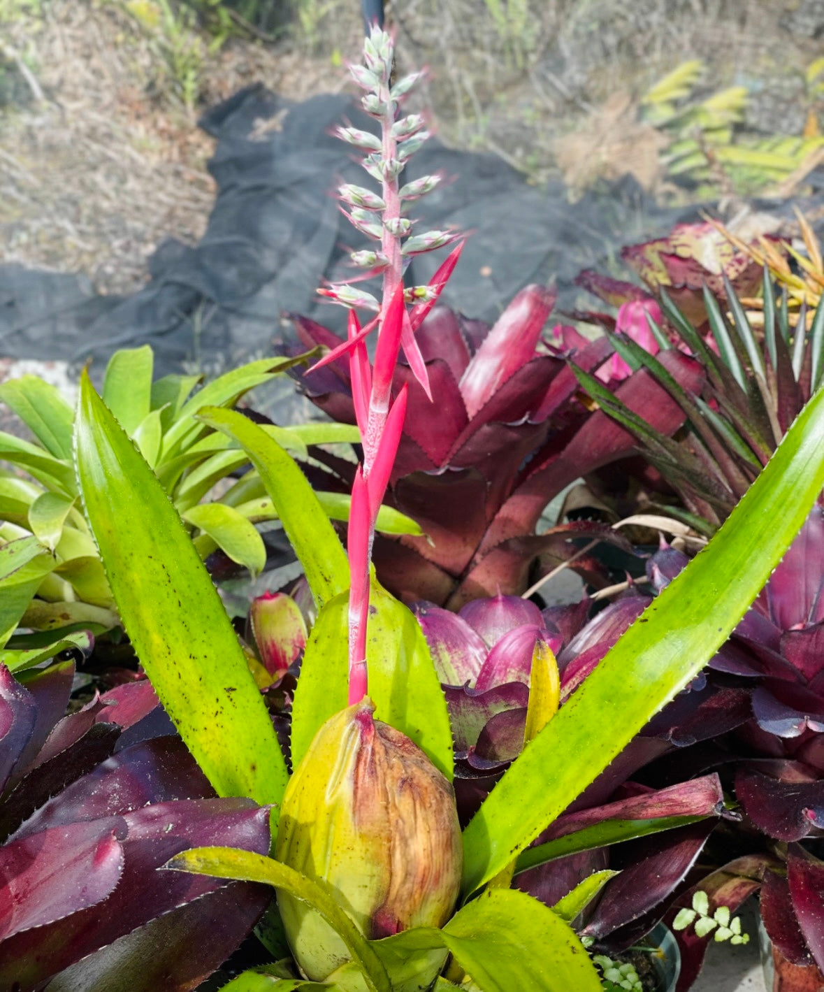 Aechmea brassicoides