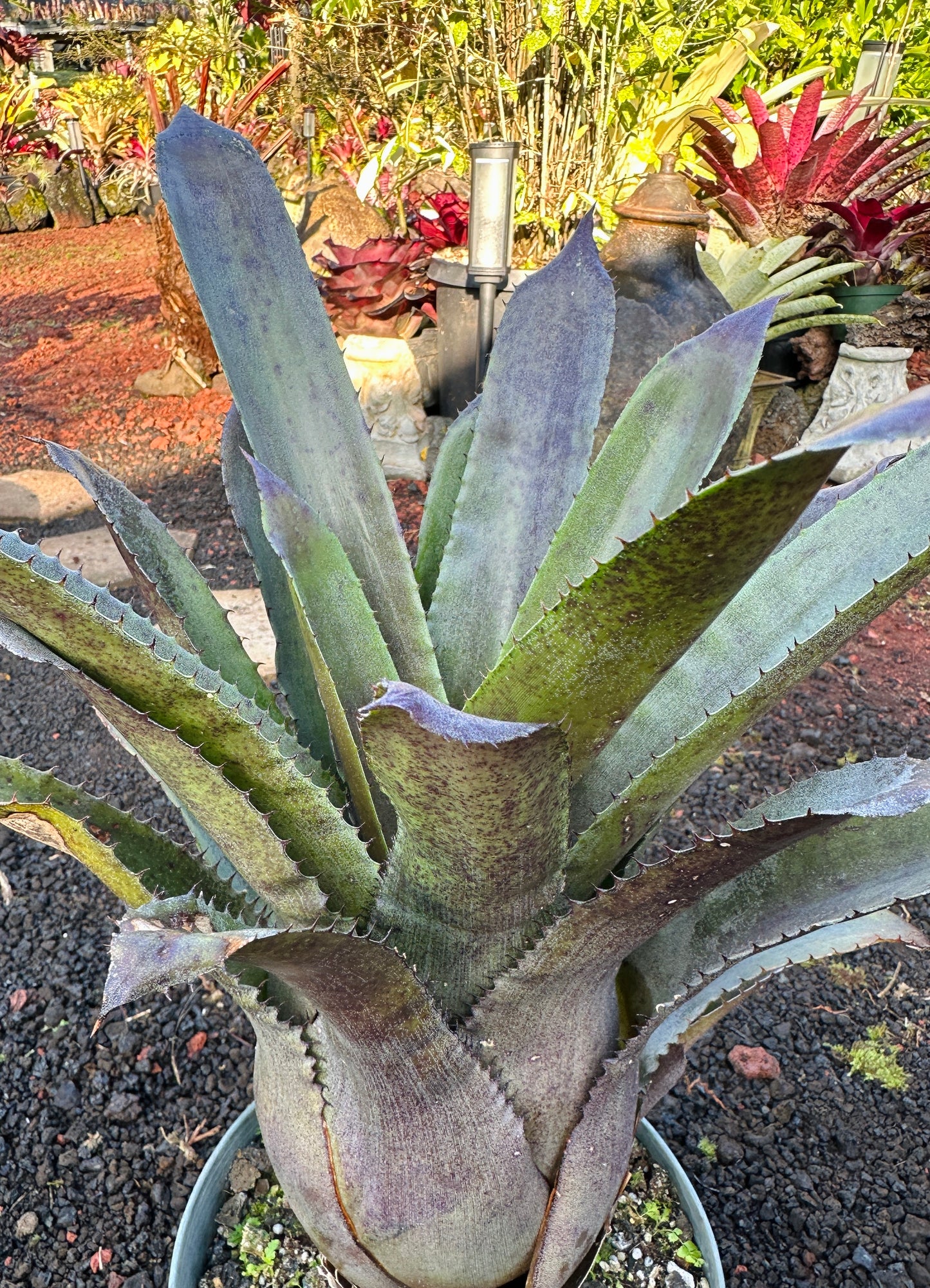 Hohenbergia ‘Goblet’