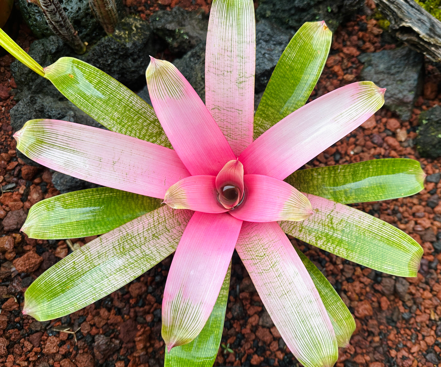 Vriesea ‘Hawaiian Pink Lady’