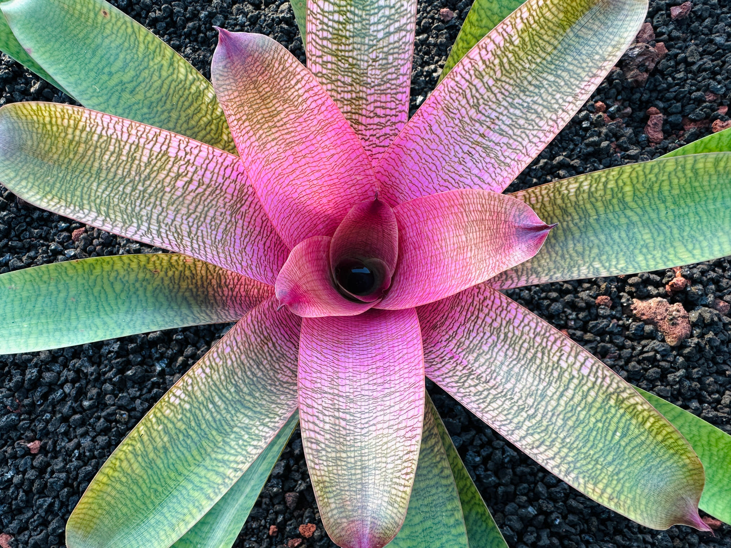 Vriesea ‘Hawaiian Ruby’ x ‘Kilauea’