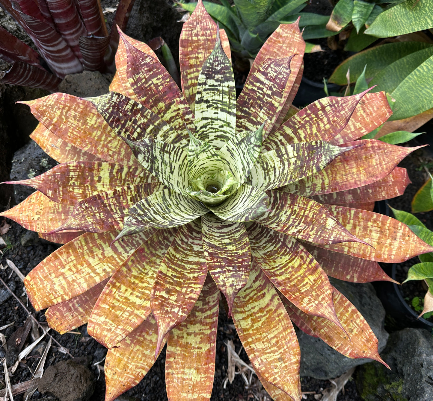 Goudaea Golden Dragon