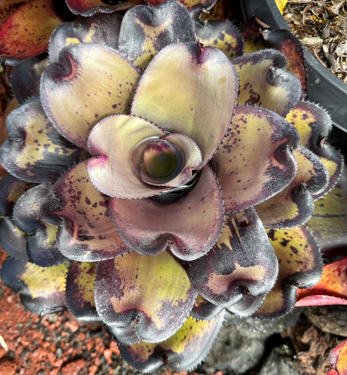 Neoregelia ‘Midnight Ninja’
