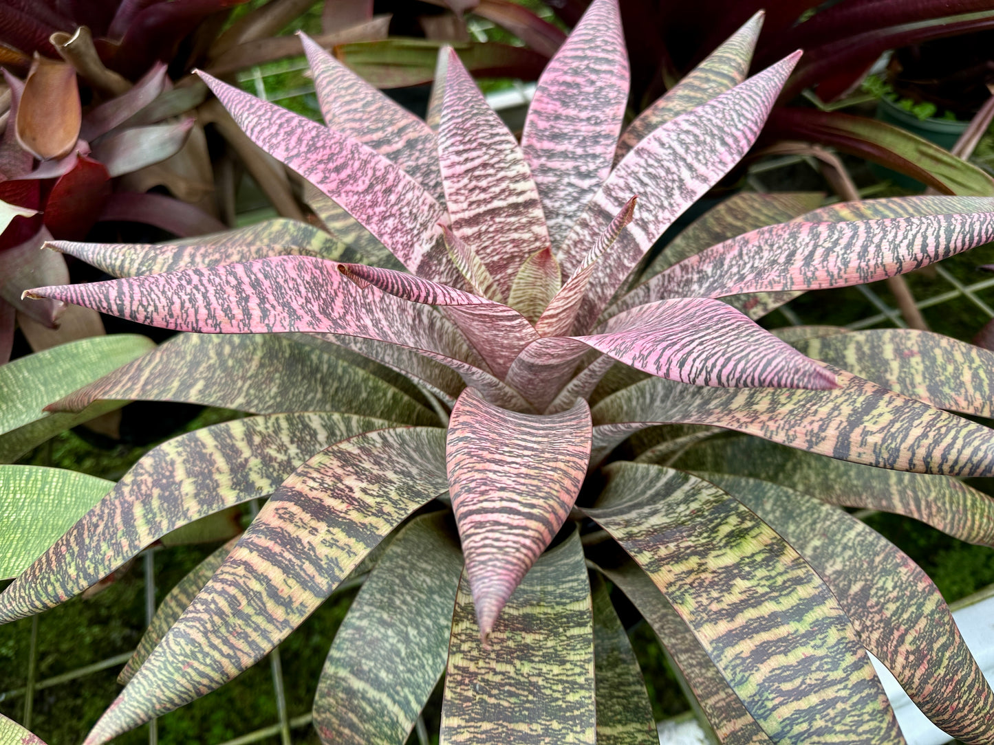 Vriesea ‘Ellen Yoshimura Harrell’