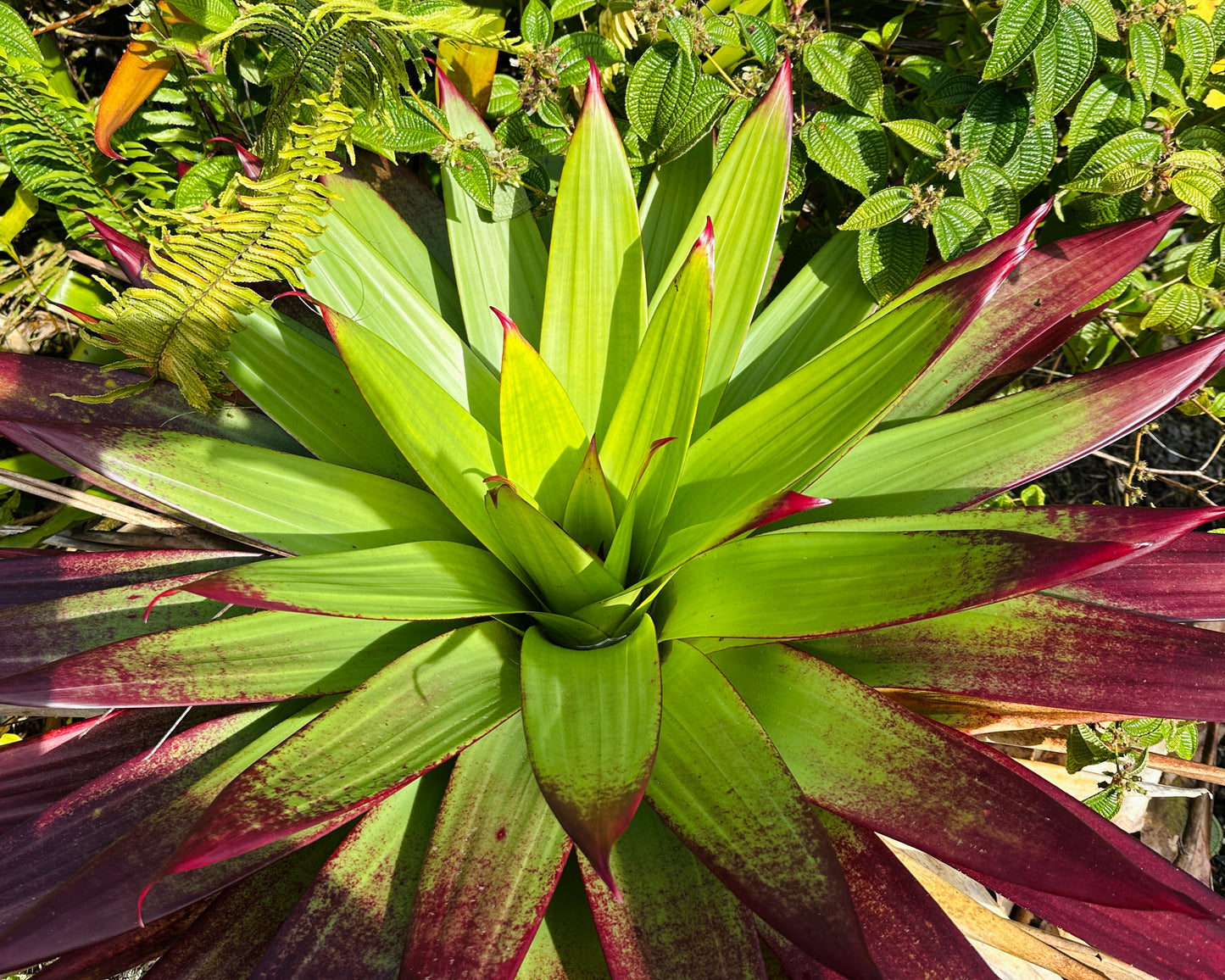 Alcantarea vinicolor