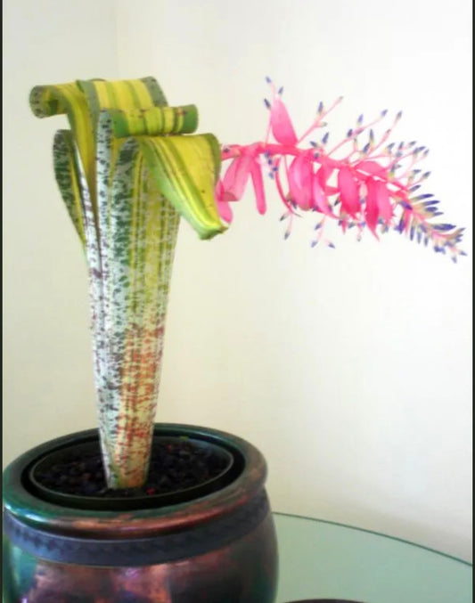 Quesnelia marmorata variegated cv. ‘Rafael Oliveira’