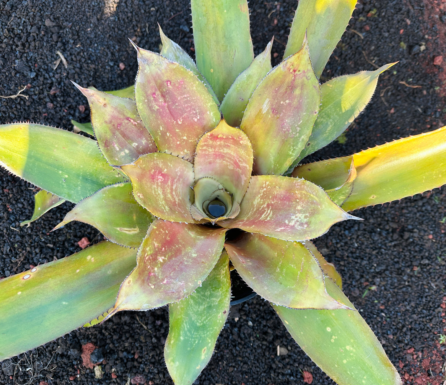 Hohenbergia ‘Megatron’