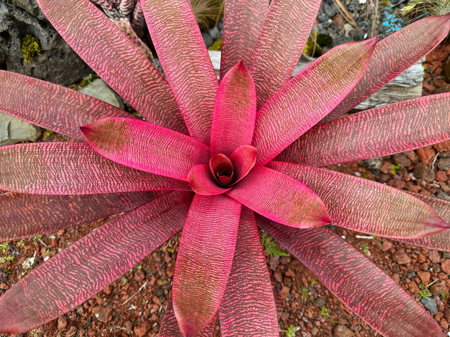 Vriesea ‘Panaewa Beauty’