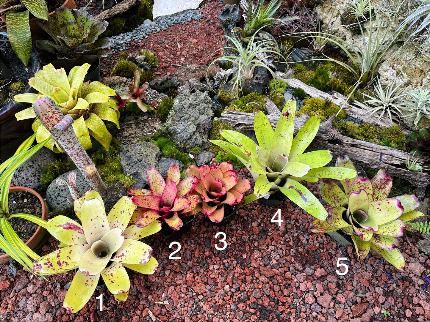 Assorted Neoregelia