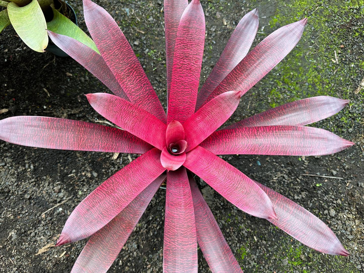 Vriesea ‘Patrice’ x ‘Hawaiian Ruby’