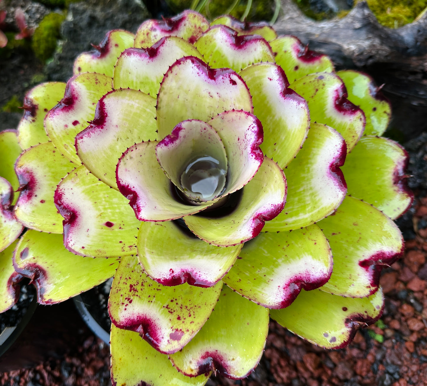 Neoregelia ‘Lilikoi’
