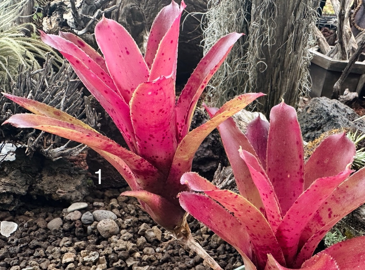 Assorted Neoregelia Minis