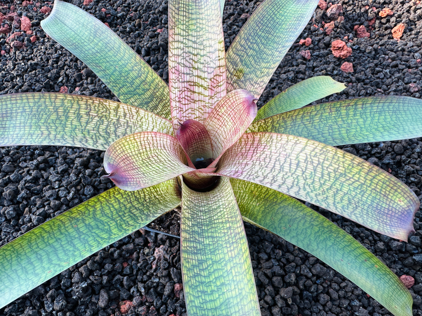 Vriesea (Hawaiian Ruby x Patrice) x ‘Kelci and Jeff’