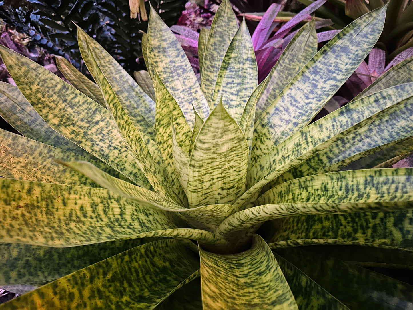 Werauhia kupperiana