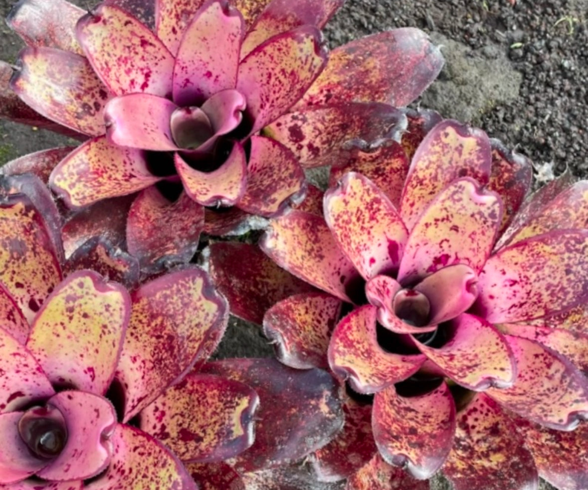 Neoregelia hybrid