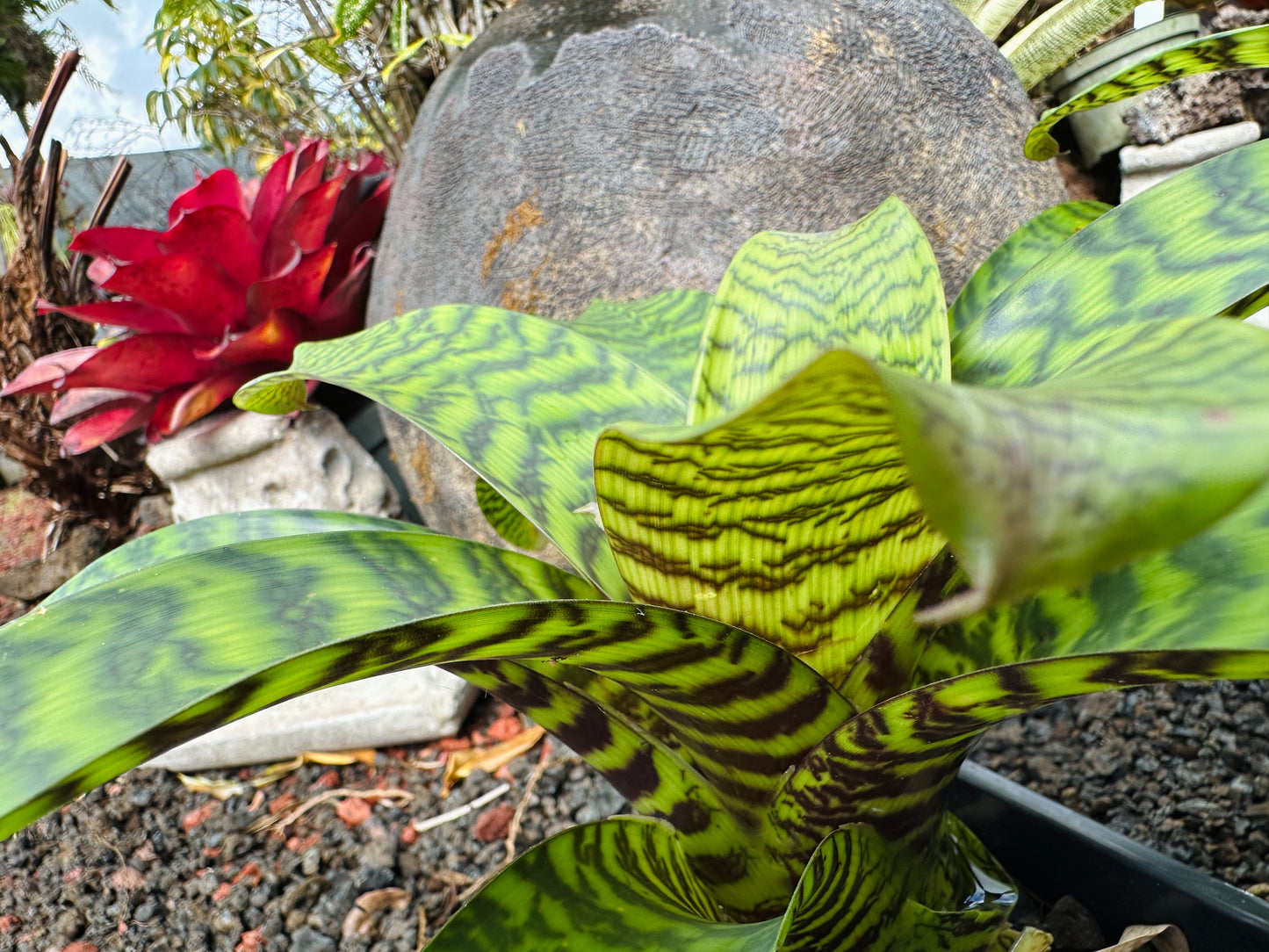 Vriesea hieroglyphica