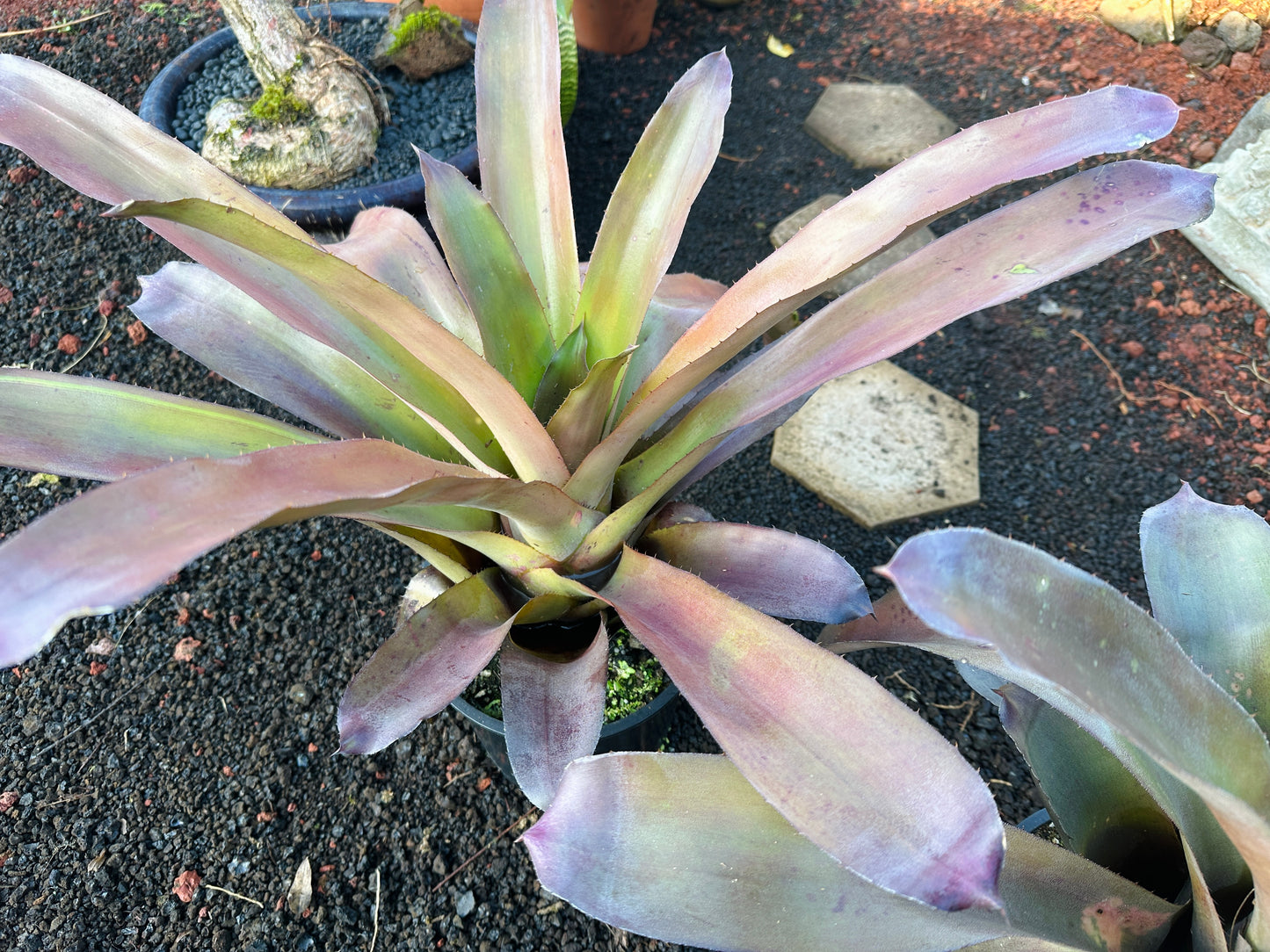 Hohenbergia ‘Mini Kena’