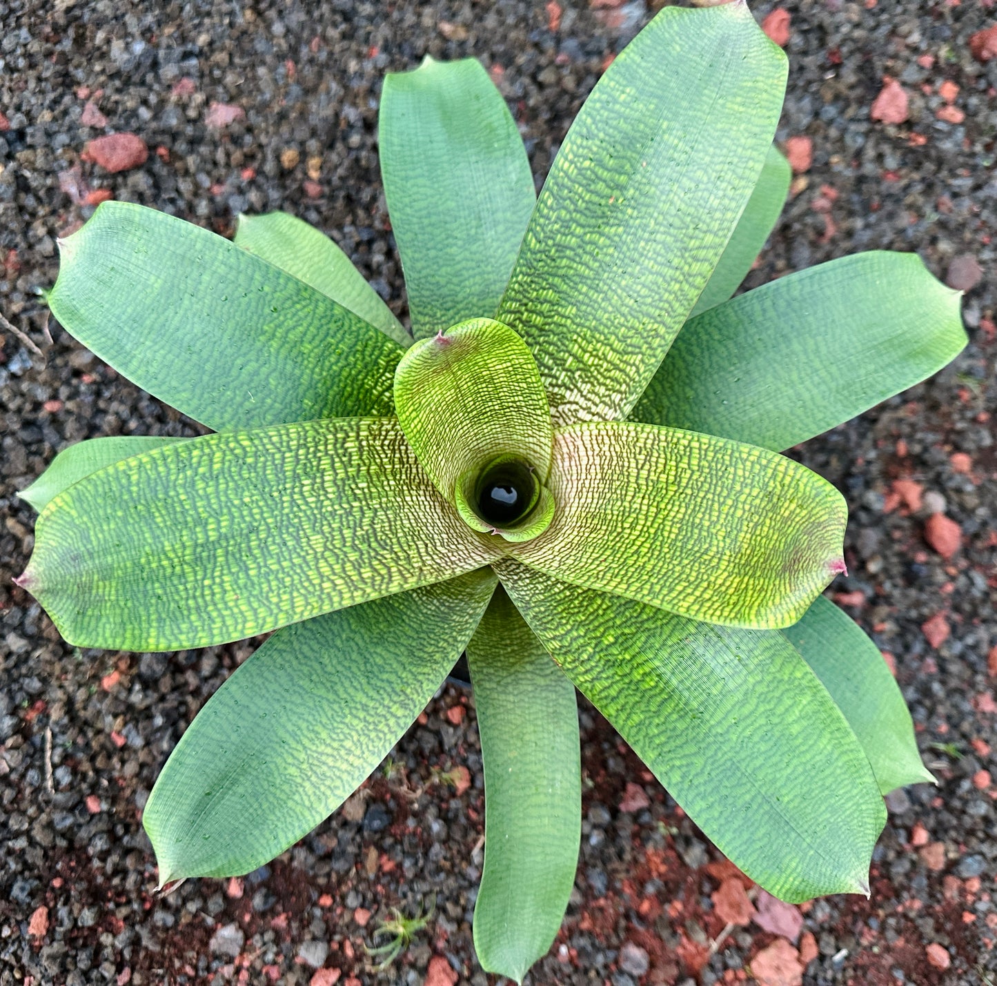 Vriesea ‘Jane Higa Testa’ x ‘Big Island Passion’