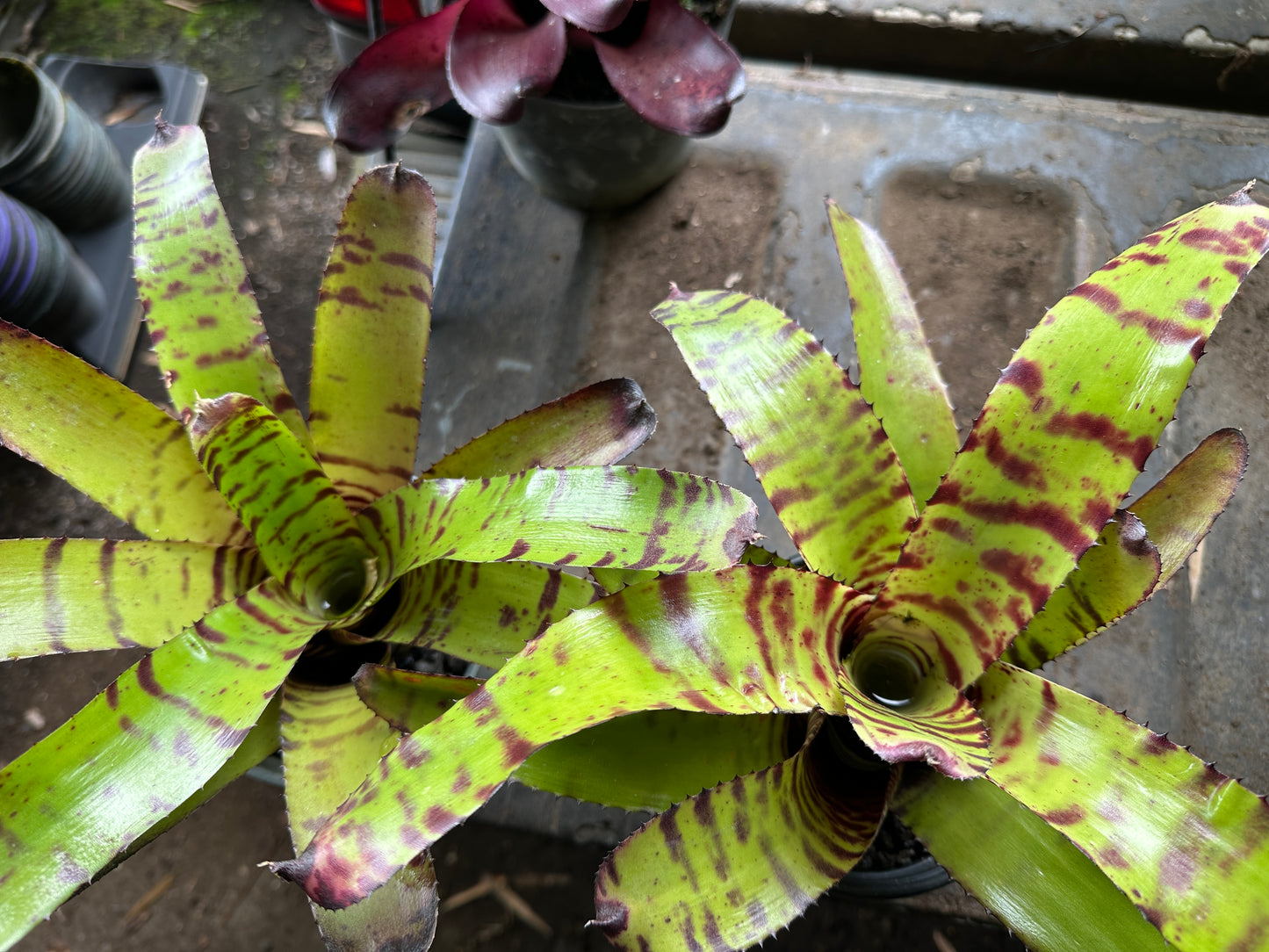 Neoregelia Carcharodon Tiger x ornato