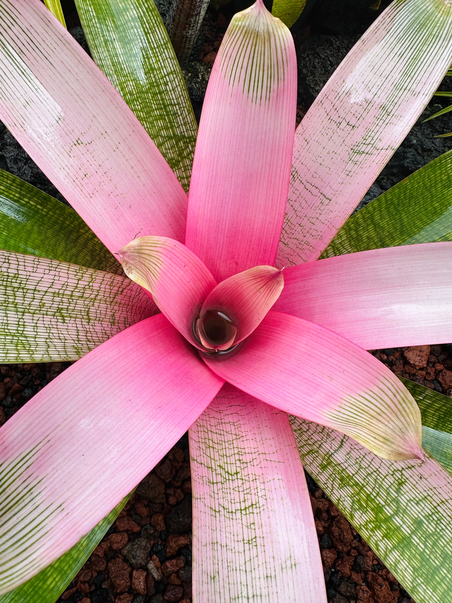 Vriesea ‘Hawaiian Pink Lady’
