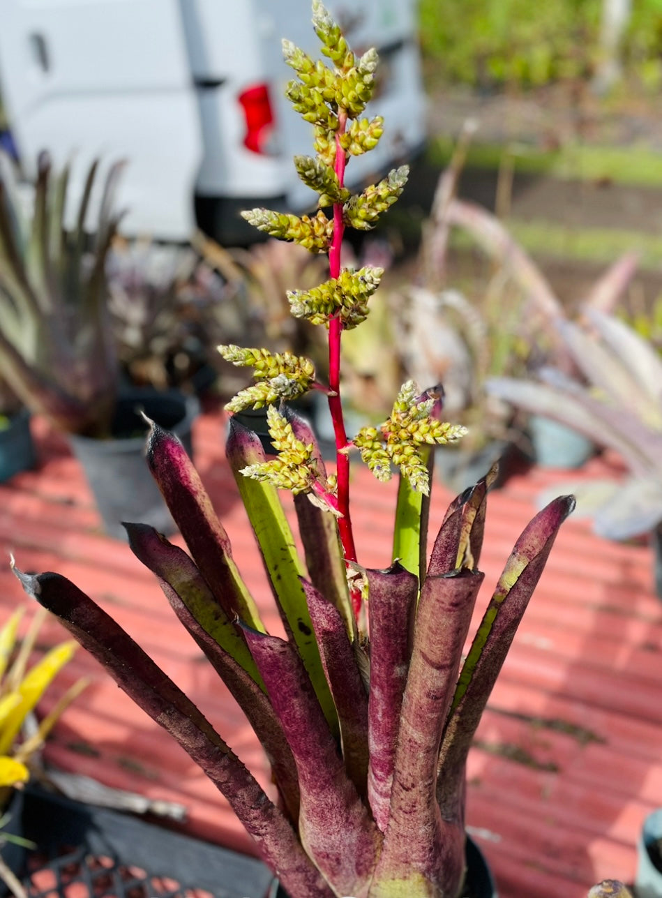 Hohenbergia ‘Goblet’