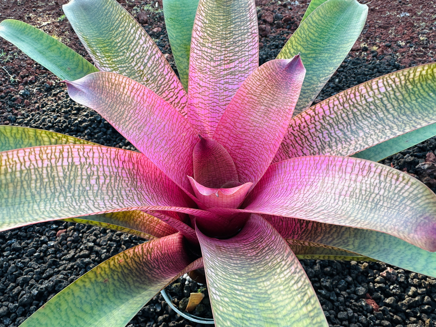 Vriesea ‘Hawaiian Ruby’ x ‘Kilauea’