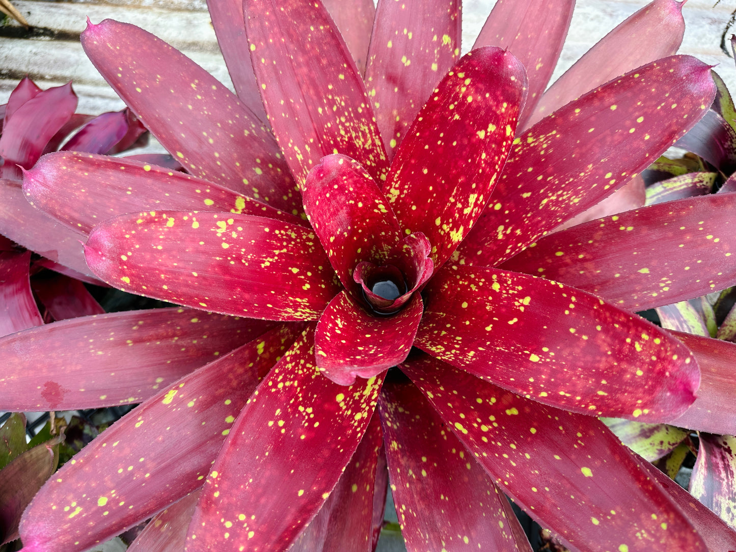 Neoregelia ‘Pele’s Flame’