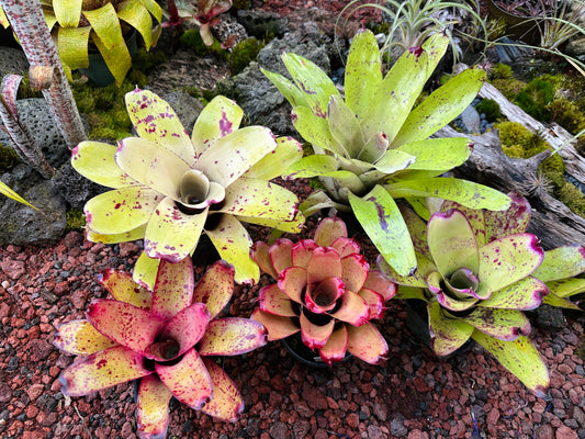 Assorted Neoregelia