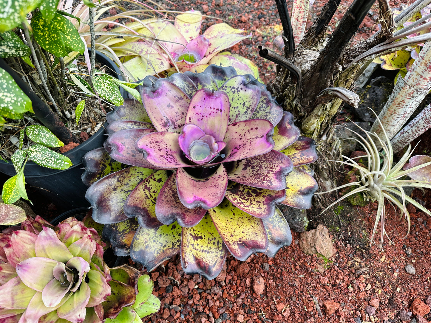 Neoregelia ‘Royanne’