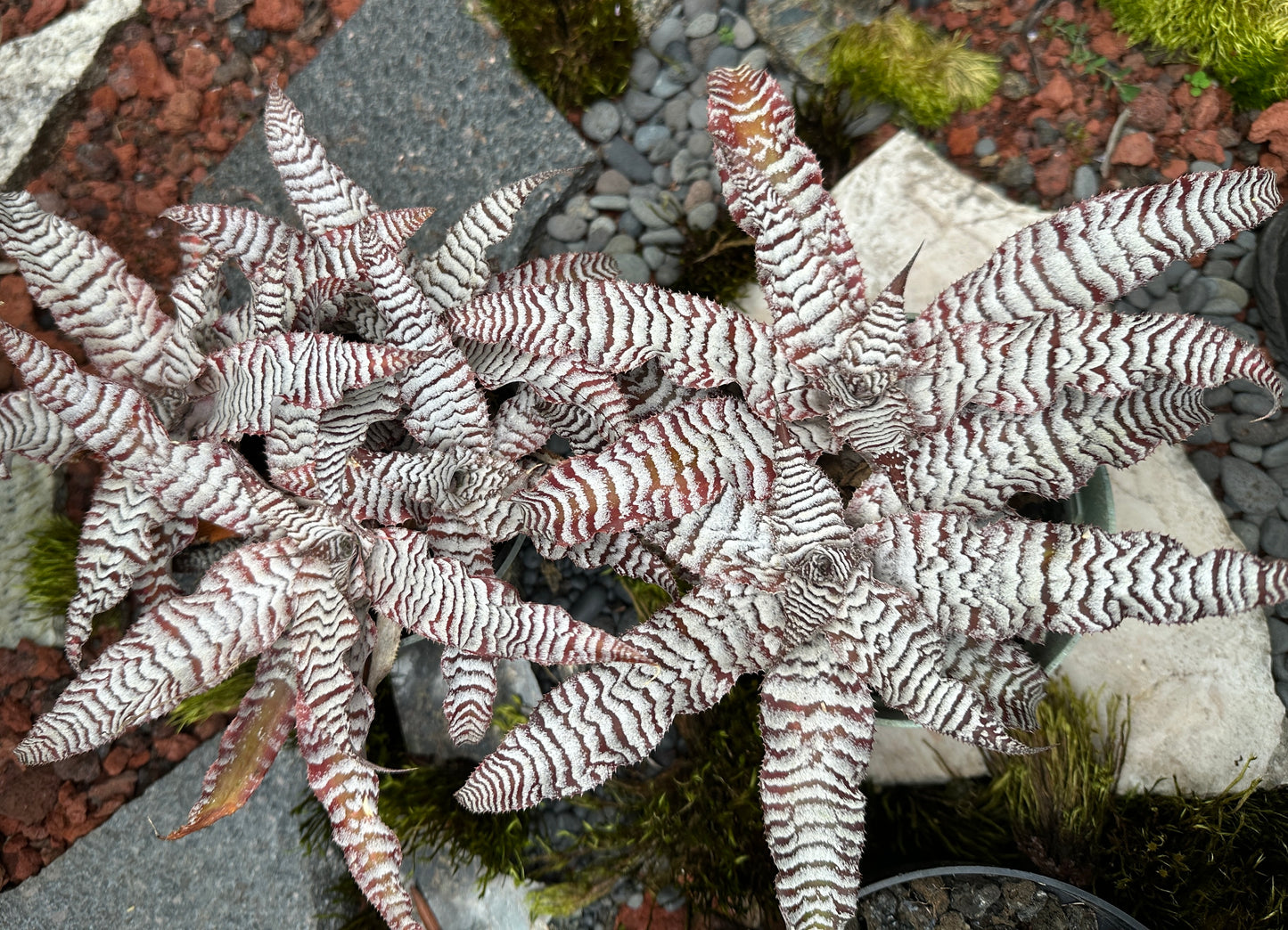 Cryptanthus Absolute Zero