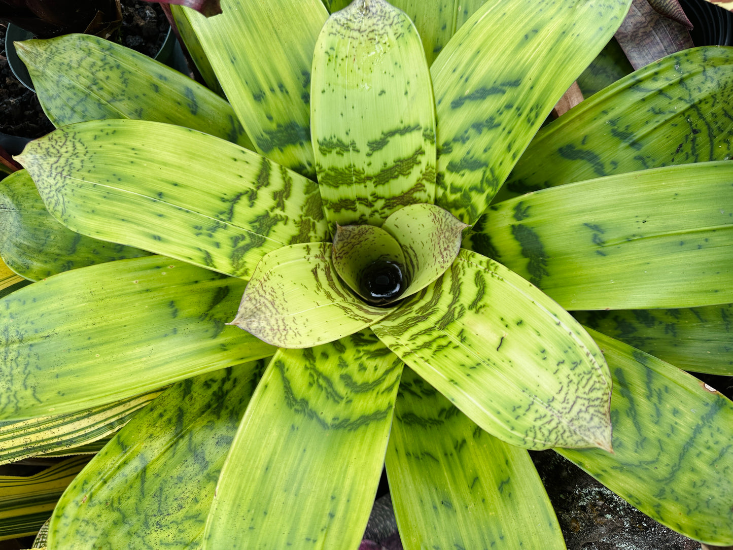 Vriesea hieroglyphica