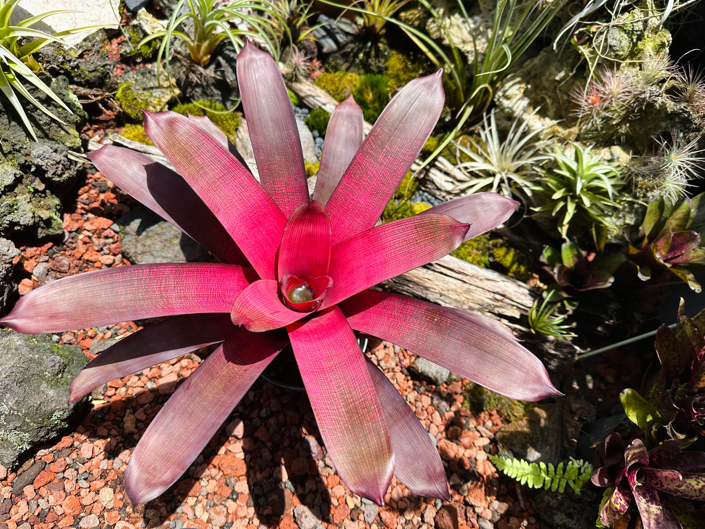 Vriesea ‘Red Dragon’