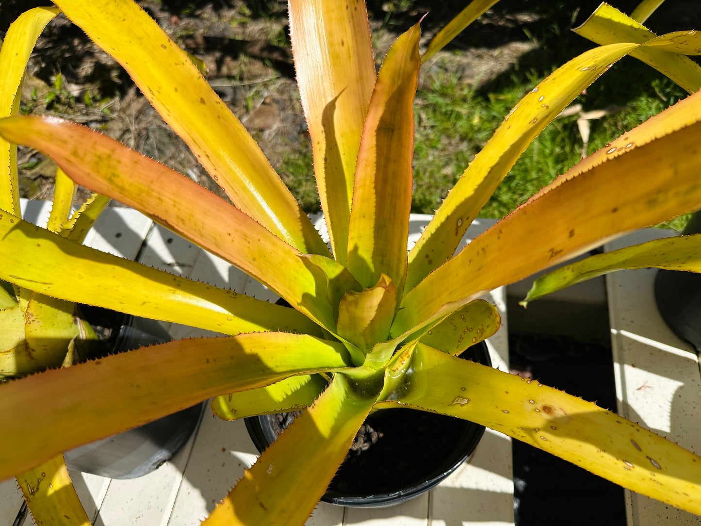 Canistrum aurantiacum