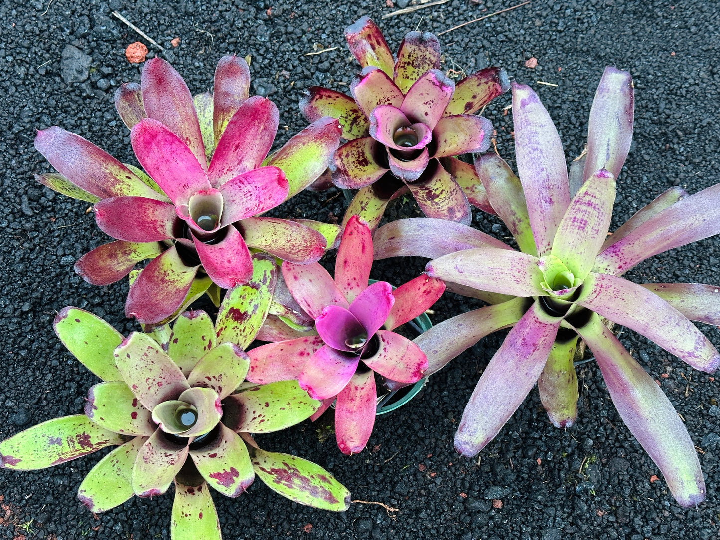 Assorted Neoregelia