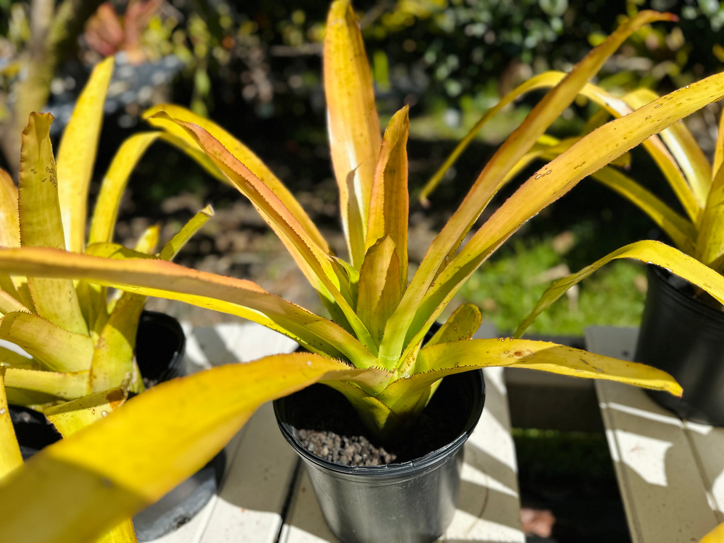 Canistrum aurantiacum