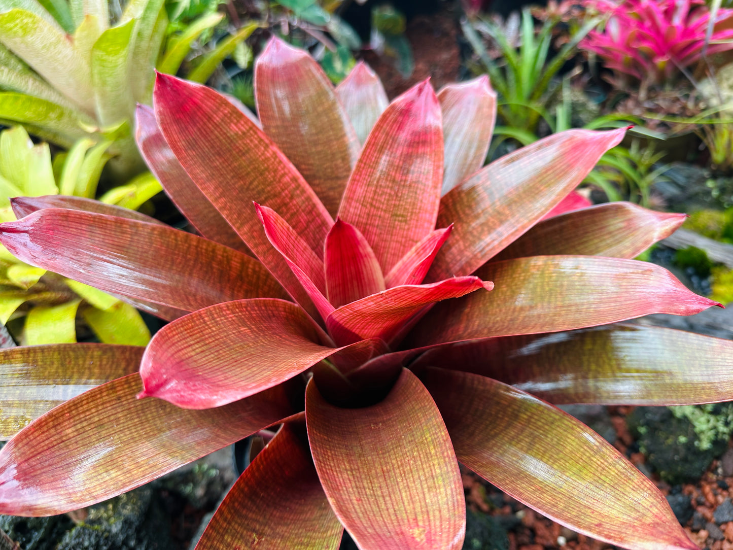 Vriesea ‘Ku’ulei’ cv. ‘Ula’ula