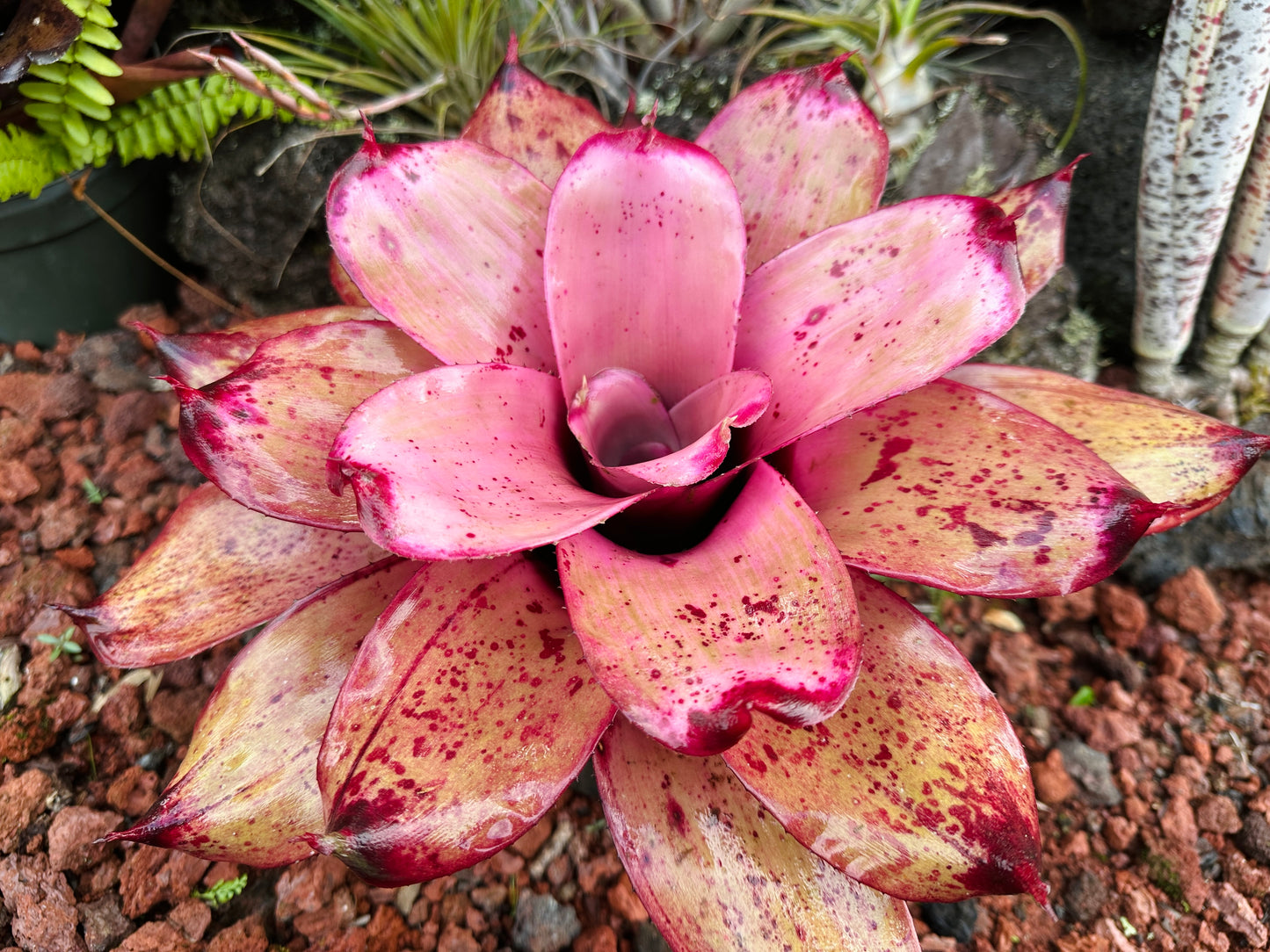 Neoregelia ‘Michi’ x ‘Lilikoi’