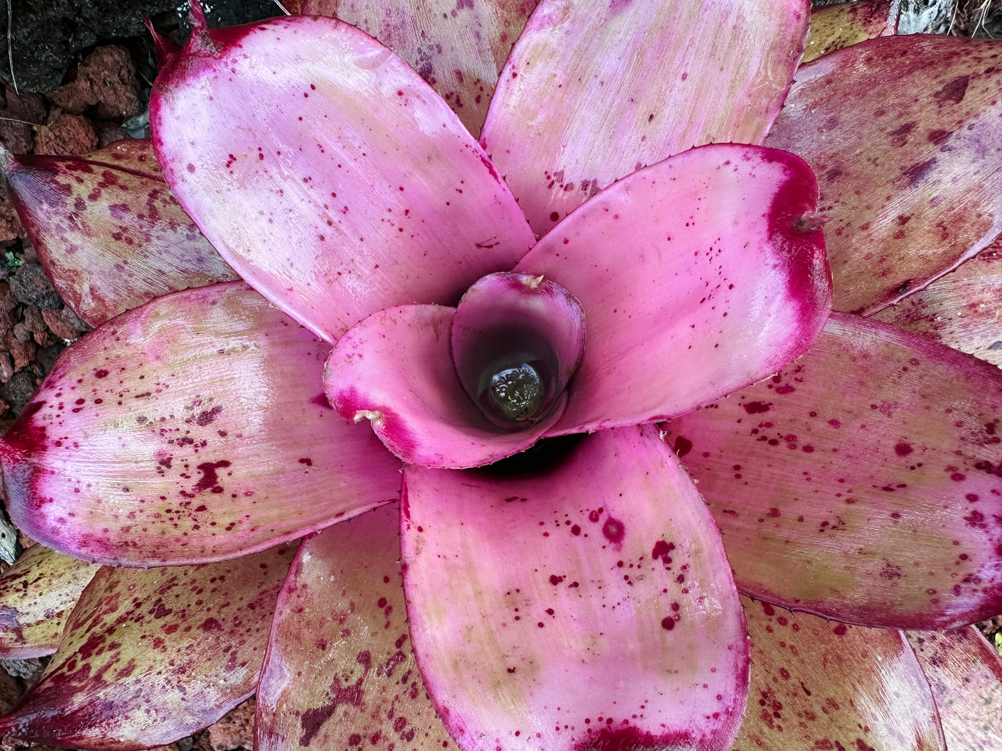Neoregelia ‘Michi’ x ‘Lilikoi’