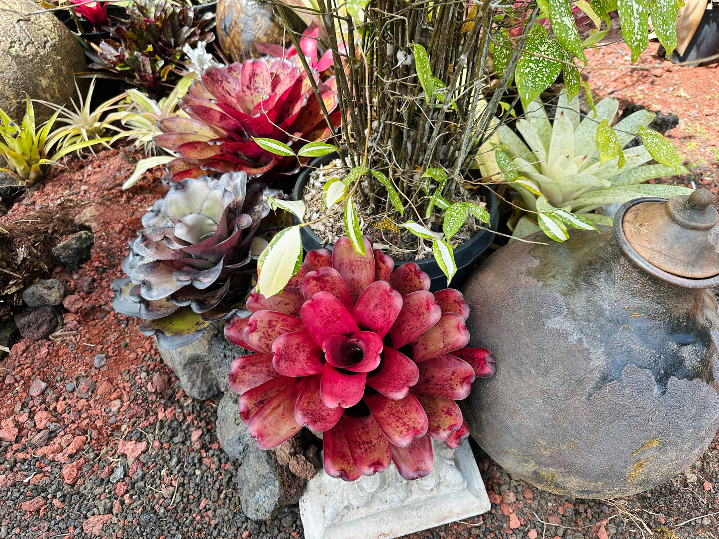 Neoregelia ‘Lana’i’