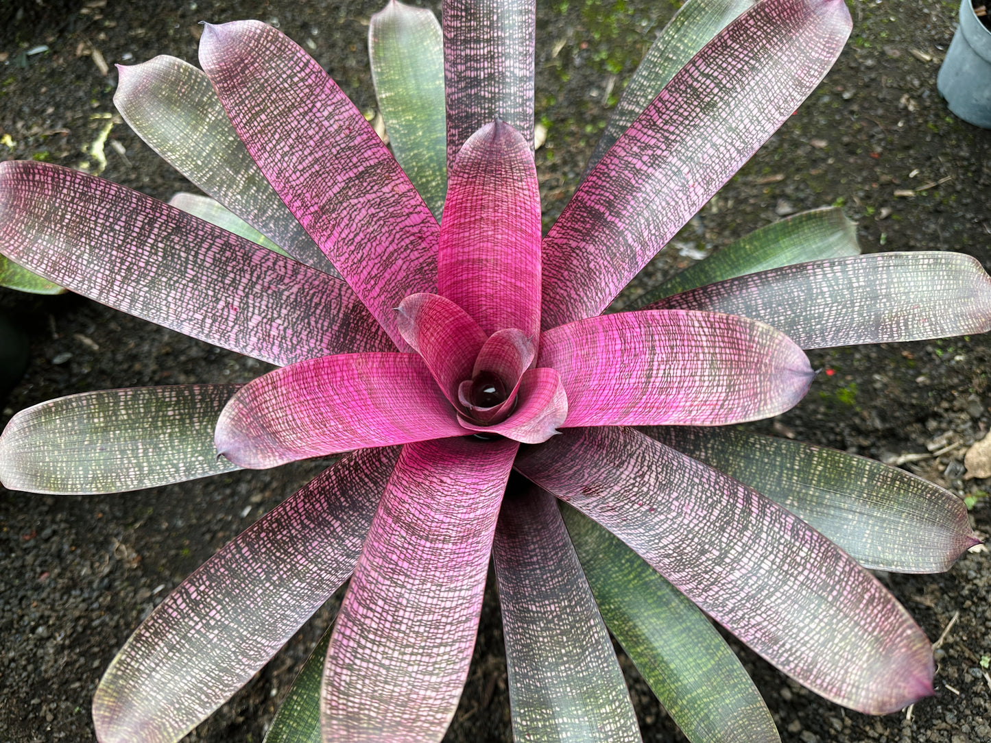 Vriesea ‘White Lighting’ hybrid x ‘Ku’ulei Mamo’
