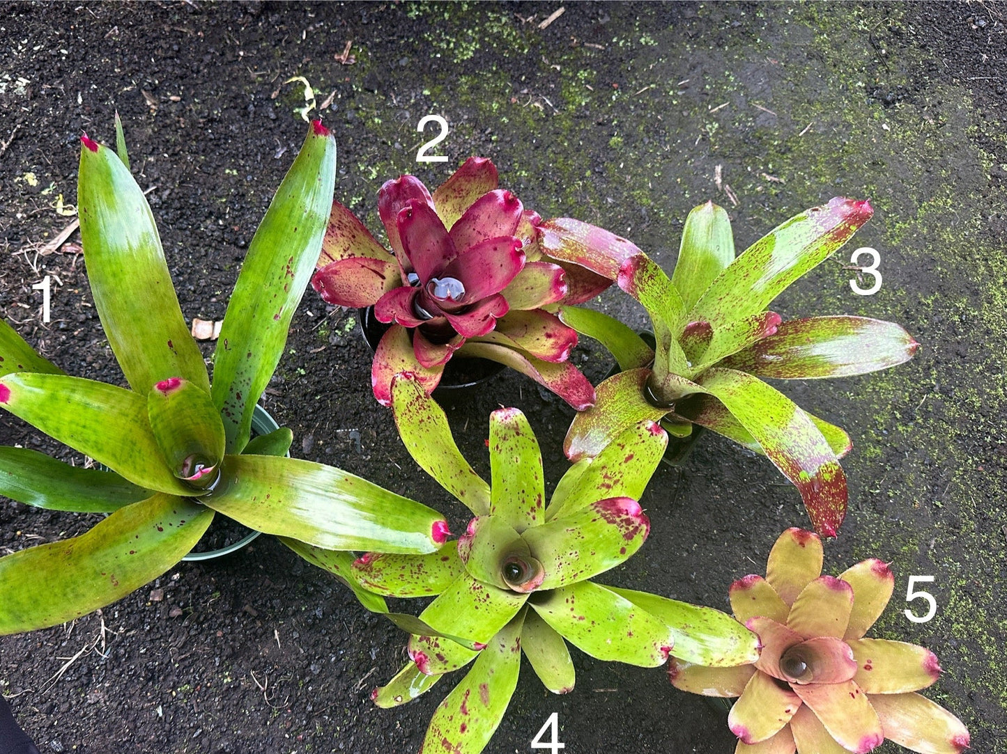 Assorted Neoregelia