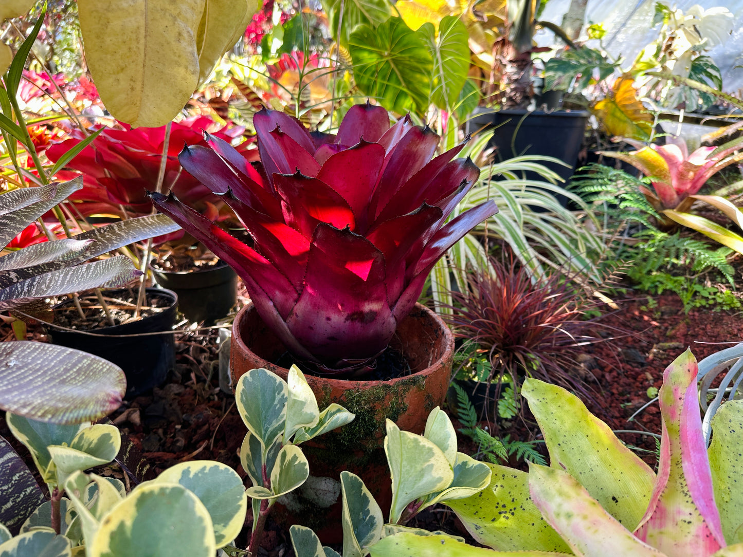 Neoregelia ‘Kilauea Tiger’