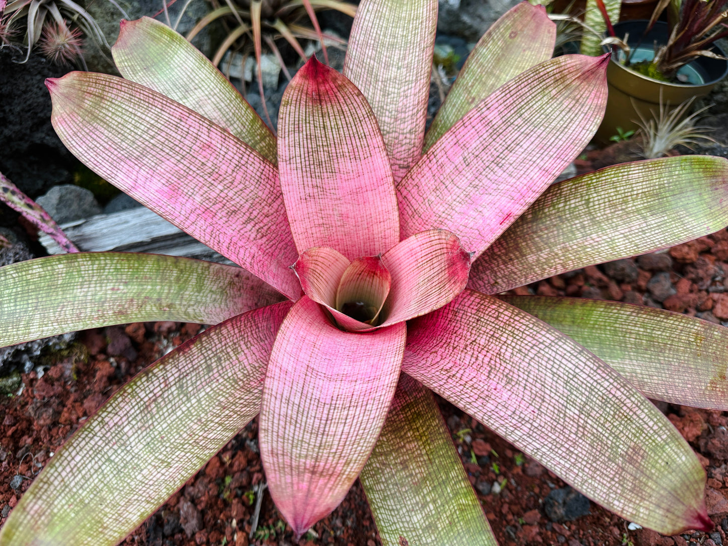 Vriesea ‘Emiko’