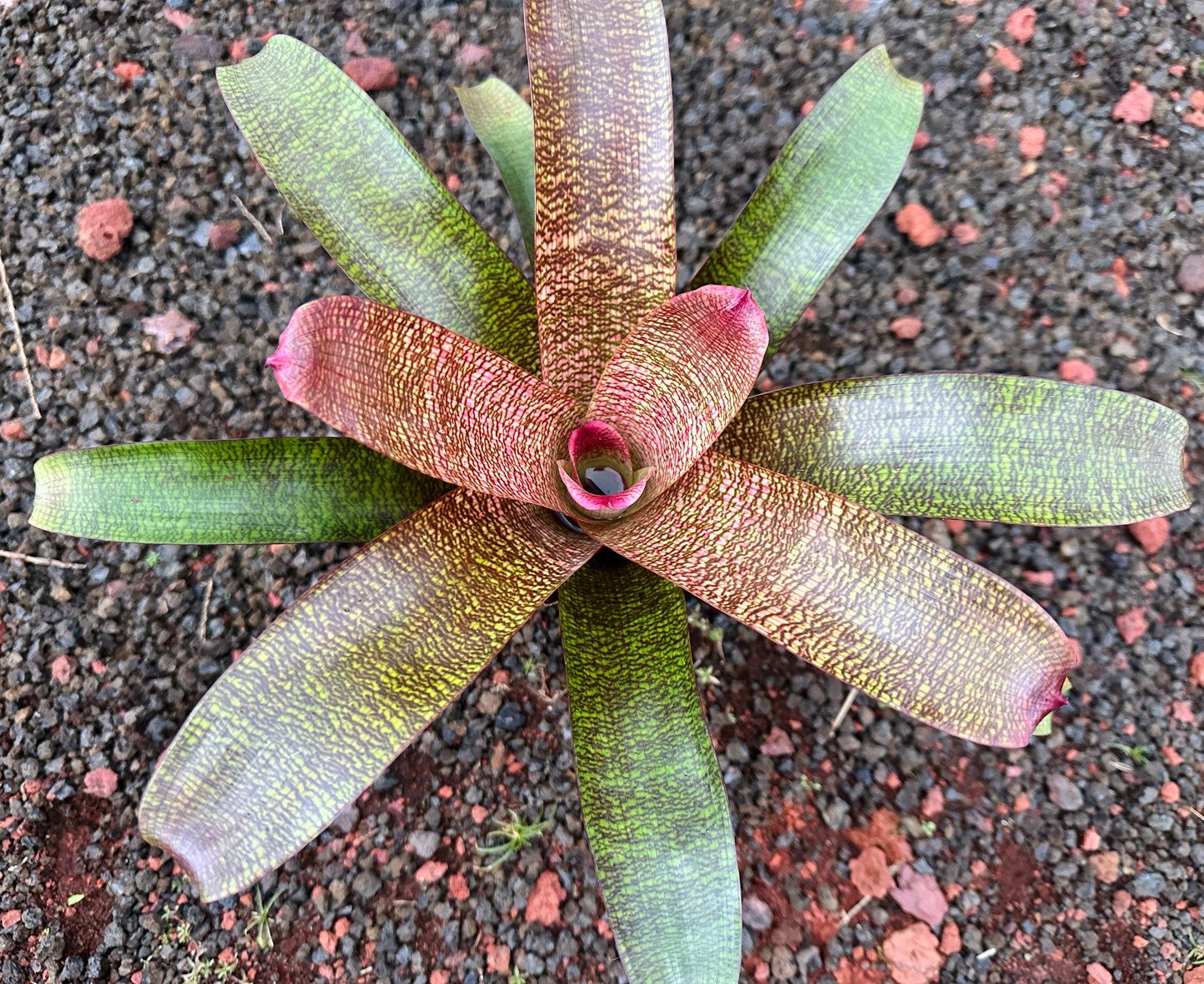 Vriesea ‘White Lighting’ x ‘Brian Suzuki’