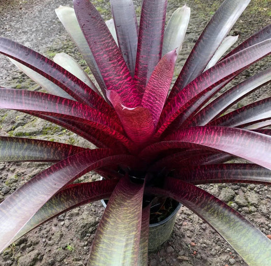 Vriesea ‘Hawaiian Tiger’