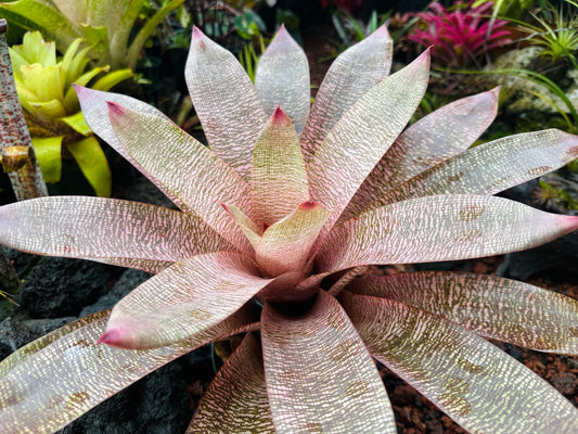 Vriesea ‘Hula Lady’