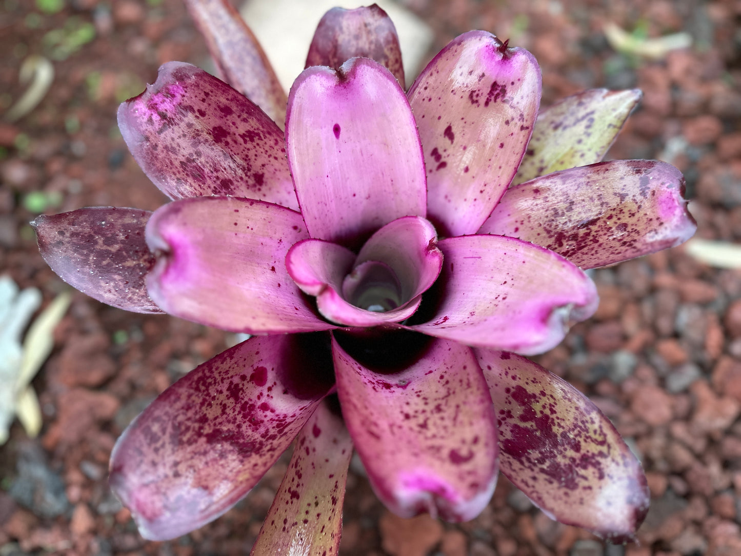 Neoregelia ‘Hawaiian Rainforest’