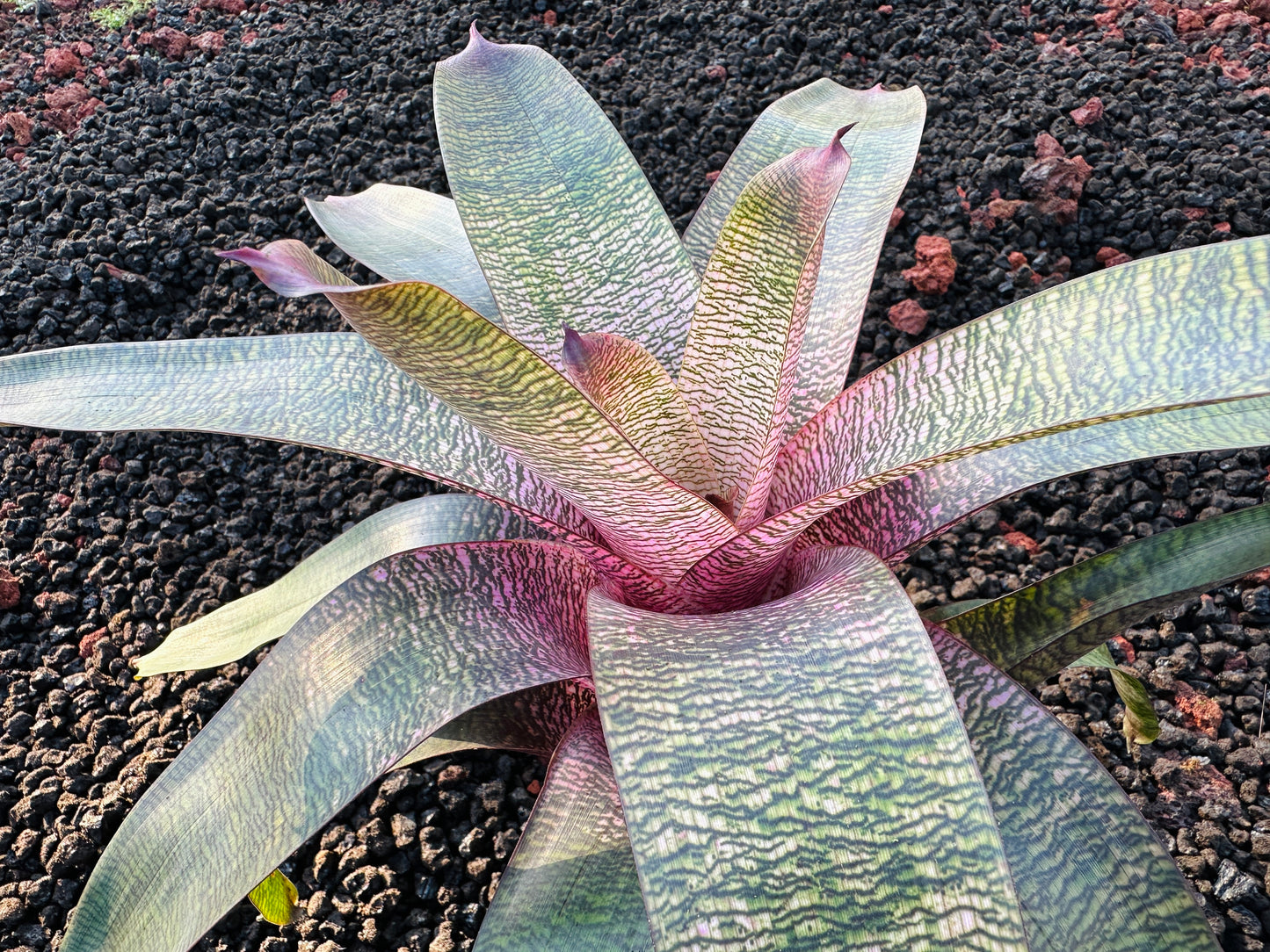 Vriesea ‘Pretty in Pink’ Hybrid